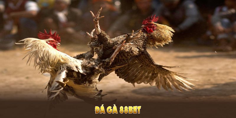 đá gà 88bet